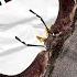 Europe S Staggest Of The Stag Beetles Lucanus Cervus