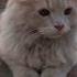 CuteCat Shorts Shortsvideo Shortsfeed Trendingshorts Cat Funny Catvideos Catlover Cats Fyp