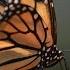 Philip Glass Metamorphosis One