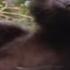 Howler Monkeys National Geographic