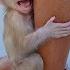 Terrible Cry Monkey Baby Riki Cries Loudly Because Dad Left It