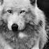 Kanye West Wolves Вступление