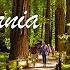 4K Muir Woods National Monument California Walking Tour