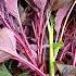 Harvesting Pot Grown Amaranth Vegetablegarden