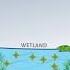 How Wetlands Work