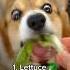 5 Human Foods You Can Feed Your Dog