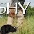 How To Fix A Gun Shy Dog You Ask We Answer Episode 4 Part 2