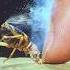 The Explosive Power Of The Fantastic Bombardier Beetle Wildcreatures Animalfacts