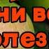 Чем обработать яблони весной от болезней и вредителей