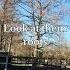 Paulownia Trees Chicken Coop Huge Healty Tree Paulownia Kiri Grower Empress Farming DIY