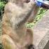 I Like Coca Cola More Monkey Amazing Animals China Fun Funny Cute