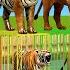 Wild Animal Games Choose The Right Iron Cage Eat Fruits Challenge With Gorilla Tiger Lion Bear Horse