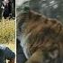 The Walking Dead Tiger Shiva Saves Karl From Negan And War Begins