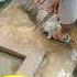 Mountain Goat Qurbani Shorts Eiduladha2023 Qurbani