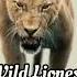 Wild Lioness Alex Rus Lion Song Tik Tok Lion Video Compilation Full Screen Lion Roar