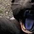 All Animals Attacks Yeti Included Far Cry 4 4K 60FPS