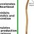 The Autonomic Nervous System Sympathetic And Parasympathetic Divisions