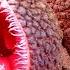 FRIGHTENING Plants You Should Absolutely Be Afraid Of