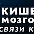 Открытый вебинар Кишечник мозговая ось от связи кишечника к мозгу с Анной Сечкиной 27 Января