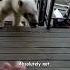 Polar Bear Begs For Help HAPPY ENDING