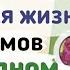 Краткий пересказ 31 Совместная жизнь организмов в природном сообществе Биология 6 класс Пономарева