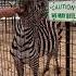 A Zebra Eating Carrots