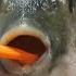 PufferFish Rave 1 Hour