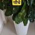 Philodendron Plant Propagation Shorts Philodendron Propagation