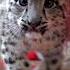 Our Snow Leopard Cubs Are Learning Parkour Parkour Theoffice Snowleopard Cubs Cute Cat