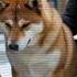 HACHIKO The Loyal Dog Of Japan Alpha Dogs Doglove Petstory Loyaldogs Loyaldog