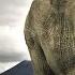 Elephant One Of The Most Intelligent Animals In The World Shorts Elephant Intelligent Animal