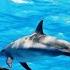 Дельфины Звуки и песни дельфинов Дельфинотерапия Музыка для сна Расслабление Снятие стресса