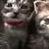 Disabled Stray Cat Struggles To Give Birth But Is Unable To Nurse Them Until This Happens