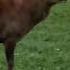 Рев благородного оленя во время гона Red Deer Roar Red Deer Rutting Period
