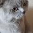 Феликс добрый котик котик разговаривает