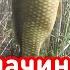 когда начинает клевать карась весной советы ловля карася весной