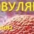 Имплантация эмбриона Когда она происходит после овуляции Первые признаки и симптомы беременности