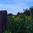 Sunflower Field Scare Crow In Moonlight Night Lapse