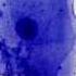 Cheek Epithelial Cells How To Prepare A Wet Mount Microscope Slide