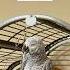 Feed Him Or Face The Squawk Squawker Wins Always Parrot Funnyparrot Talkingparrot