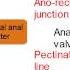 Anal Canal Simplified Anatomy