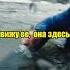 Собака спасла жизнь фильмы моменты кино