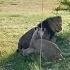 Angry Male Lion Loses His Temper Big 5 African Male Lion