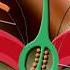 Flower Dissection Reproduction In Flowering Plants