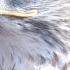 Hawk Sound Hawk Sound Effects Ferruginous Hawk Noises Hawk Screech Hawk Calls No Music