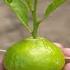 Grow Lemons From Lemons Fruit The Easiest Procedure In The World 100 Success