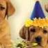 Cute Dogs Bark The Happy Birthday Song