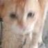 котикиприколы ПуЧеБрЮхИй ГрИбОжУй