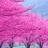 RECOVERY OF THE NERVOUS SYSTEM Gentle Music Calms The Nervous System And Pleases The Soul 6