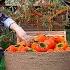 From Tree To Table Persimmon Harvest Drying Pie Recipe